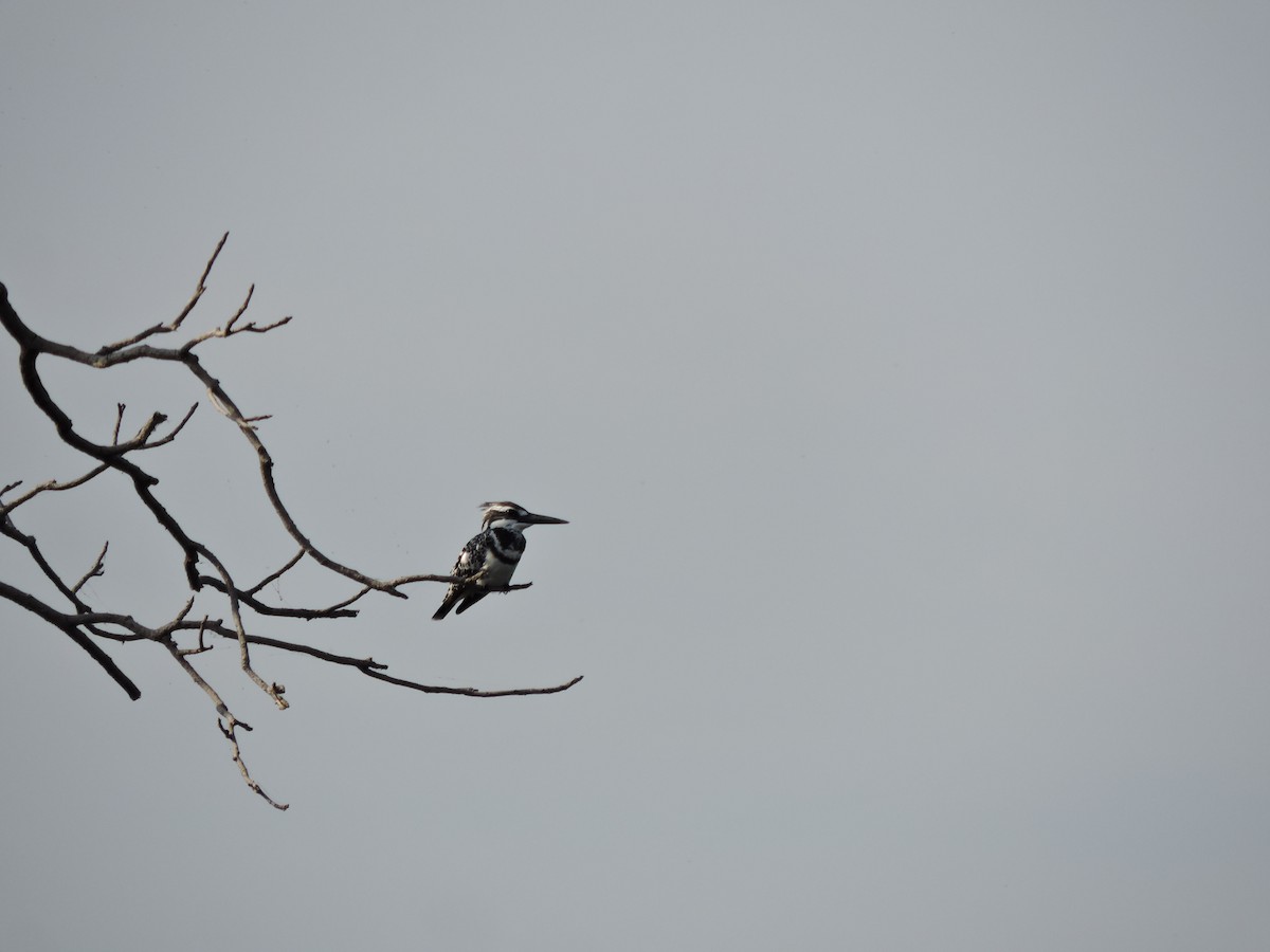 Pied Kingfisher - ML523504601