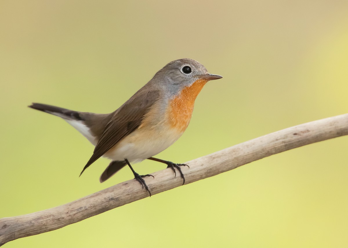 Red-breasted Flycatcher - Ayuwat Jearwattanakanok