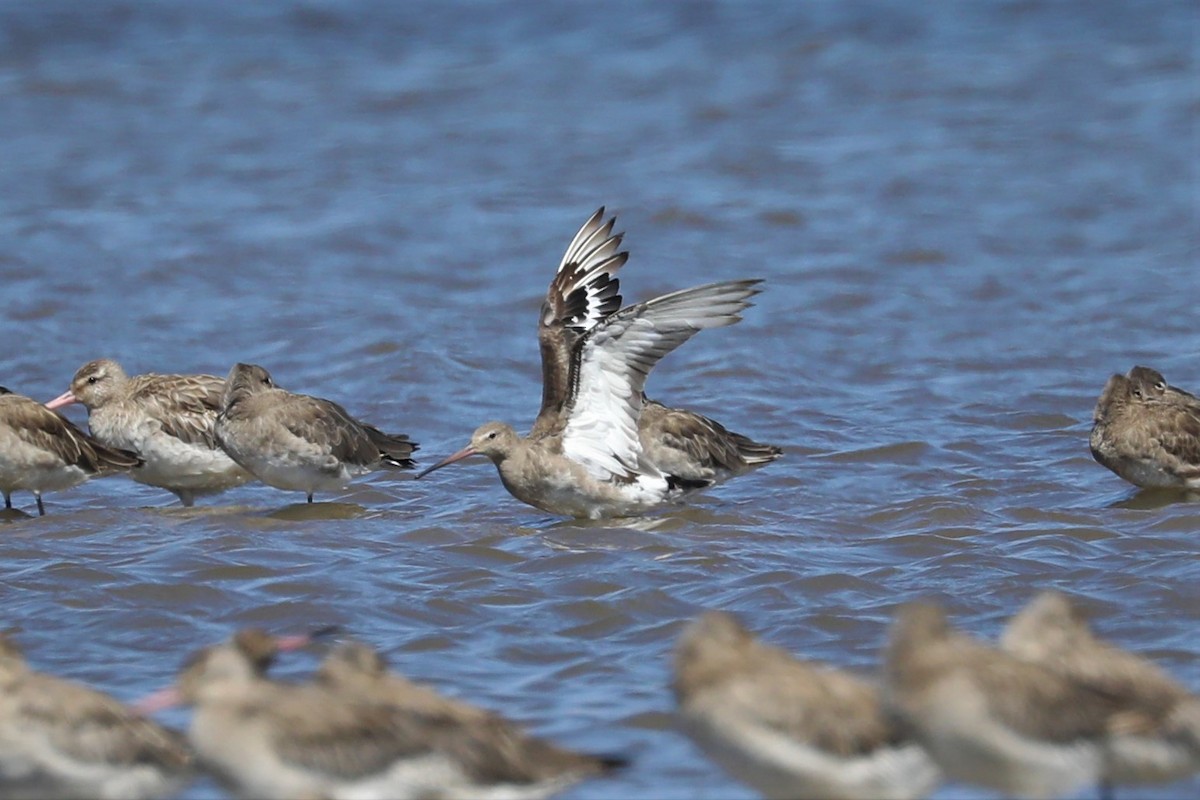 Black-tailed Godwit (melanuroides) - Steven Edwards