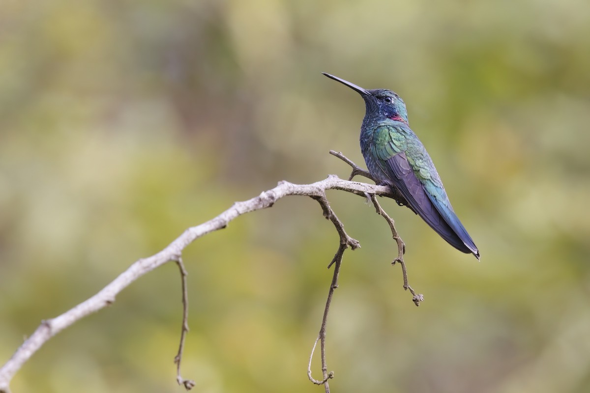 White-vented Violetear - ML523506211