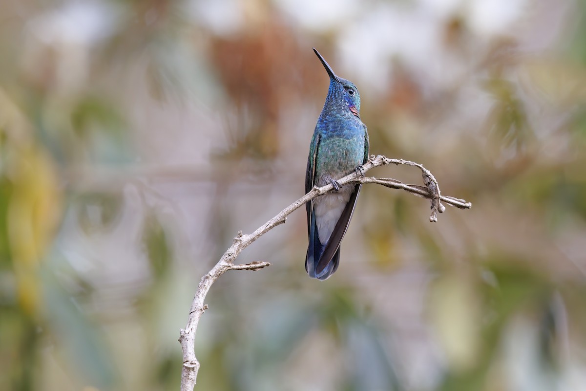 Colibrí Orejimorado - ML523506221