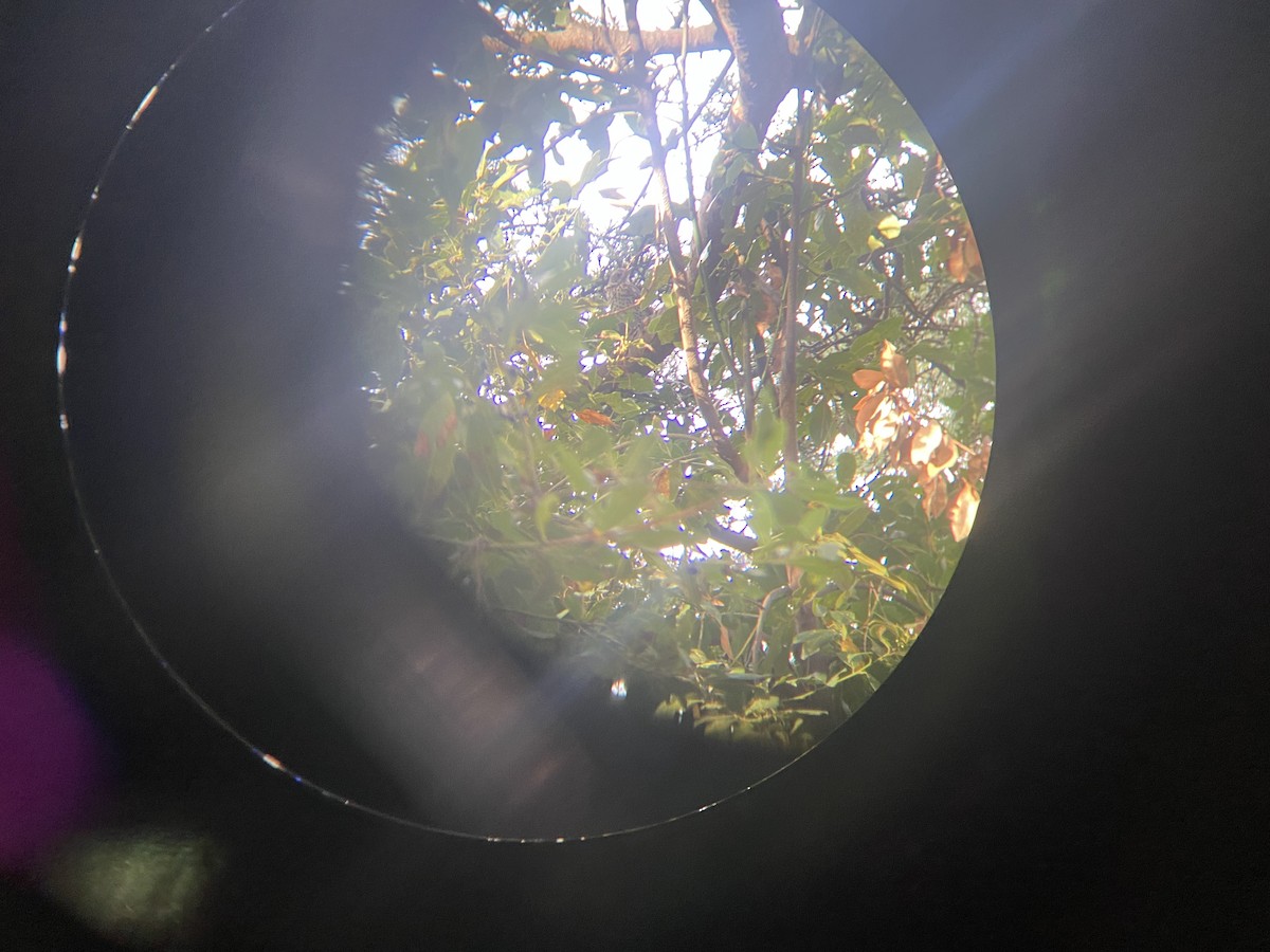 Grive draine - ML523506511