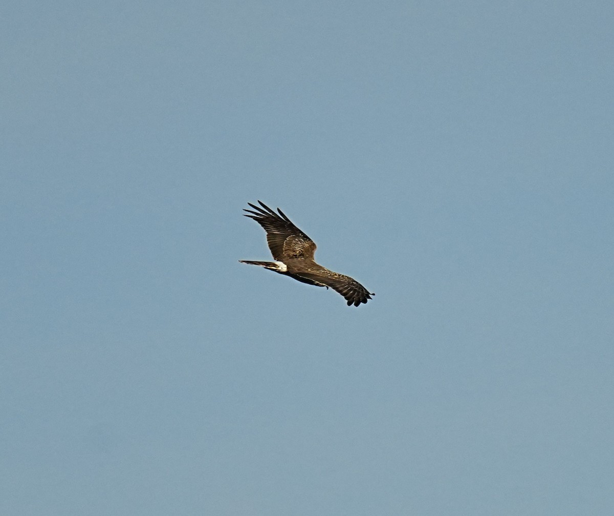 Hen Harrier - Phyllis Weintraub