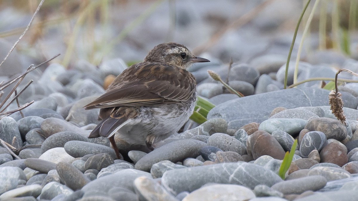 New Zealand Pipit - ML523506991