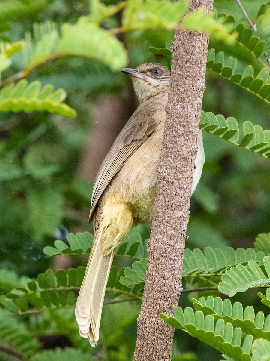 Streak-eared Bulbul - ML523507291