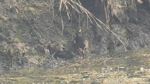 Ruddy-breasted Crake - ML523508101