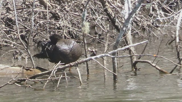 Canard noirâtre - ML523508201