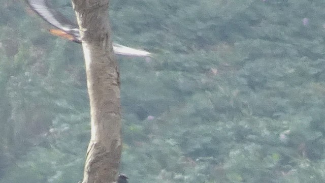 Augur Buzzard - ML523508231