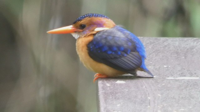 African Pygmy Kingfisher - ML523508311