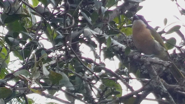 Black-fronted Bushshrike - ML523508411