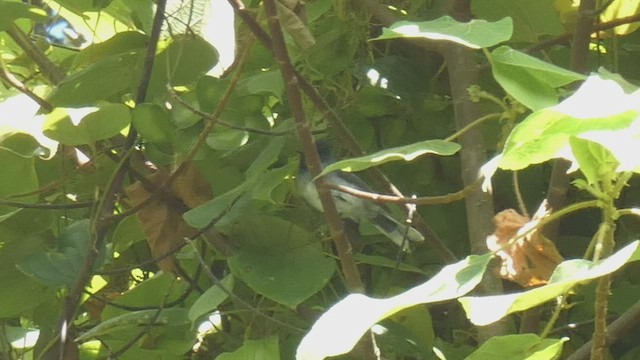 White-tailed Crested Flycatcher - ML523508471