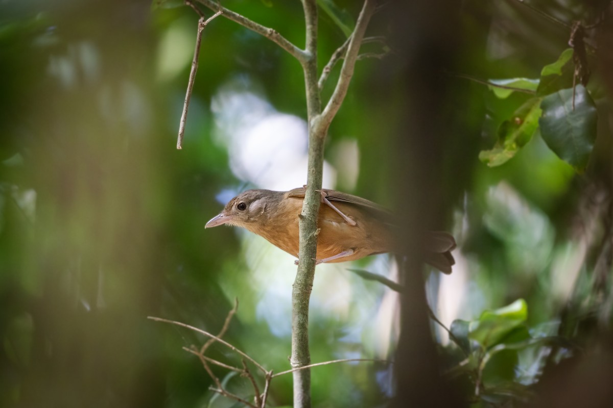 Rufous Shrikethrush - James Bennett