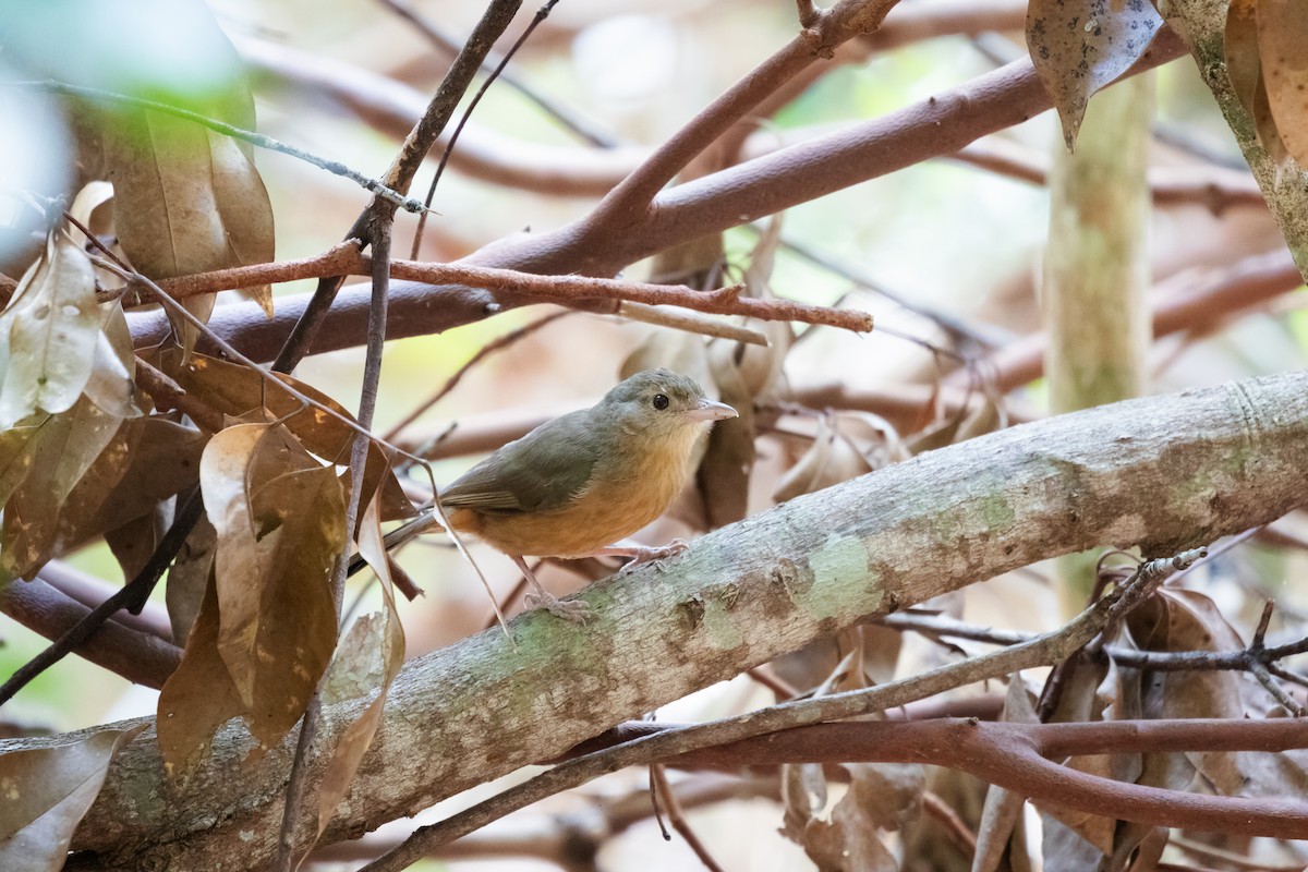 Rufous Shrikethrush - James Bennett