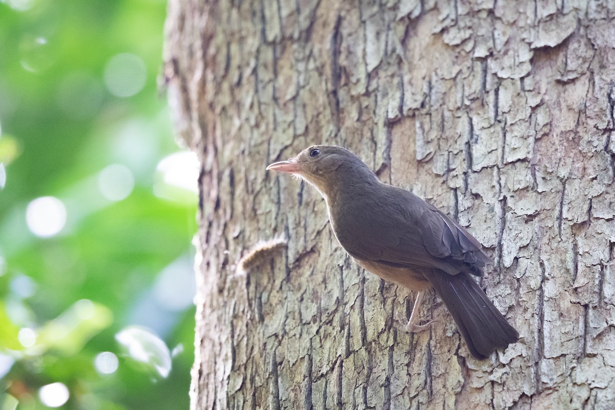 Rufous Shrikethrush - James Bennett