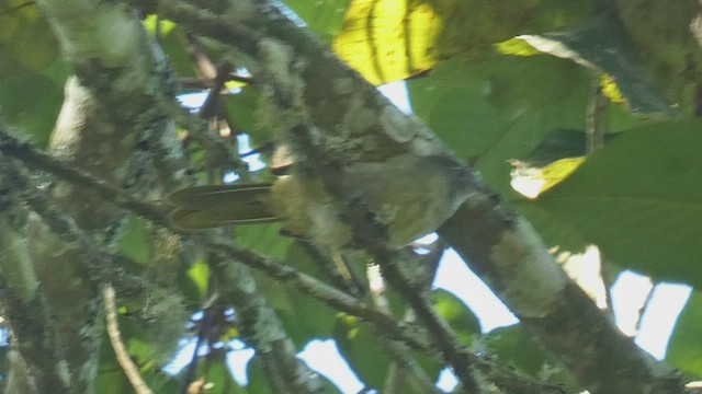 Bulbul de las Masuku - ML523508601