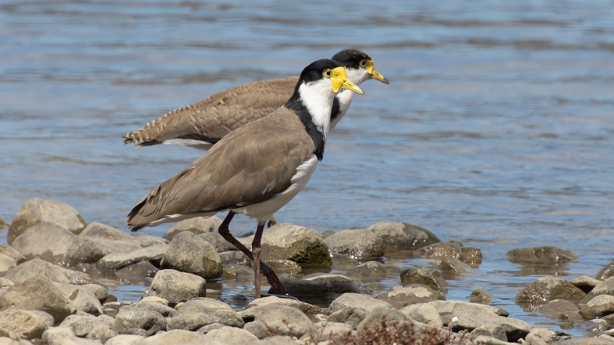 Masked Lapwing - David Newell