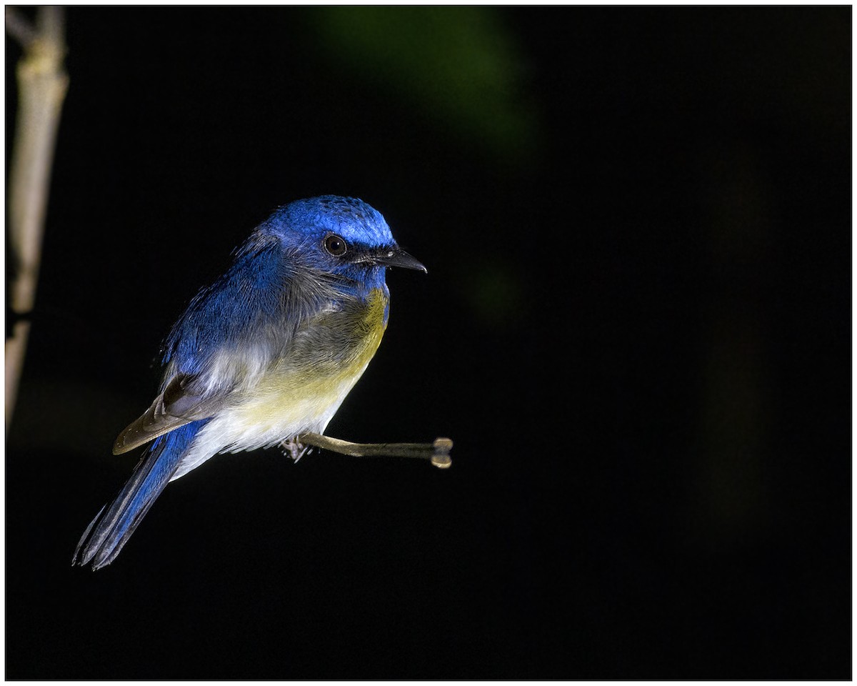 Blue-throated Flycatcher - ML523508981