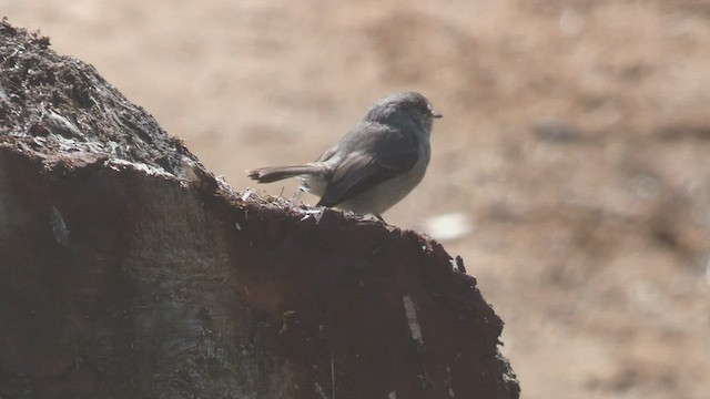 Ashy Flycatcher - ML523508991