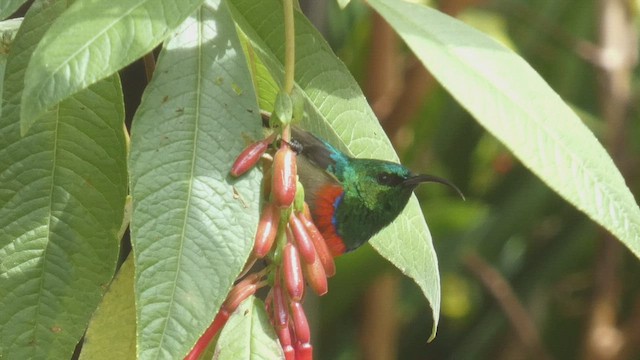 ウサンバラゴシキタイヨウチョウ - ML523509041