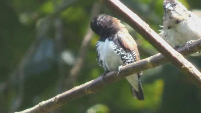 Capuchino Bicolor - ML523509081