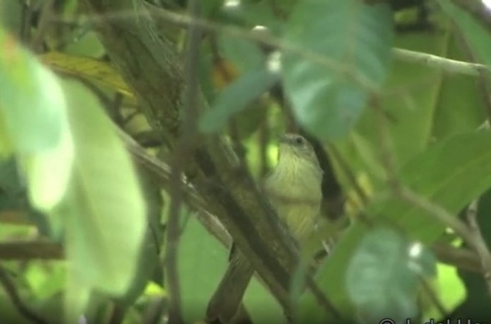 Gray-faced Tit-Babbler - ML523509381