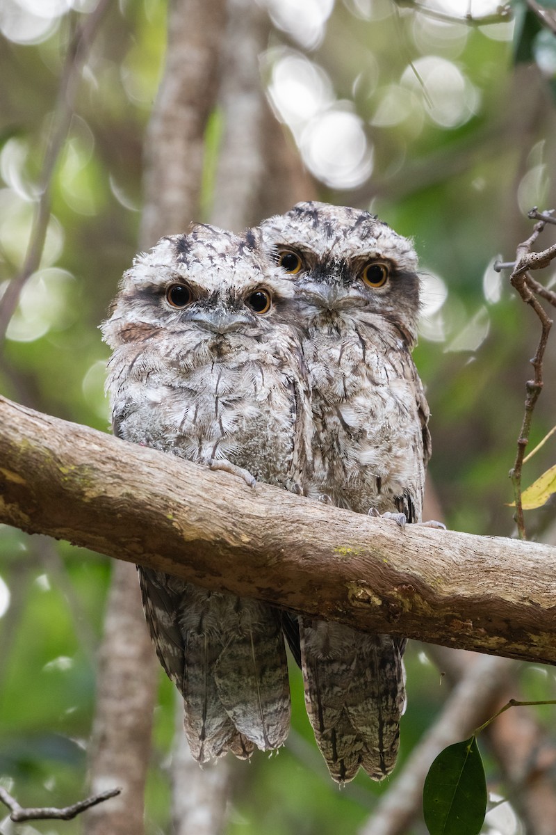 Tawny Frogmouth - ML523509911