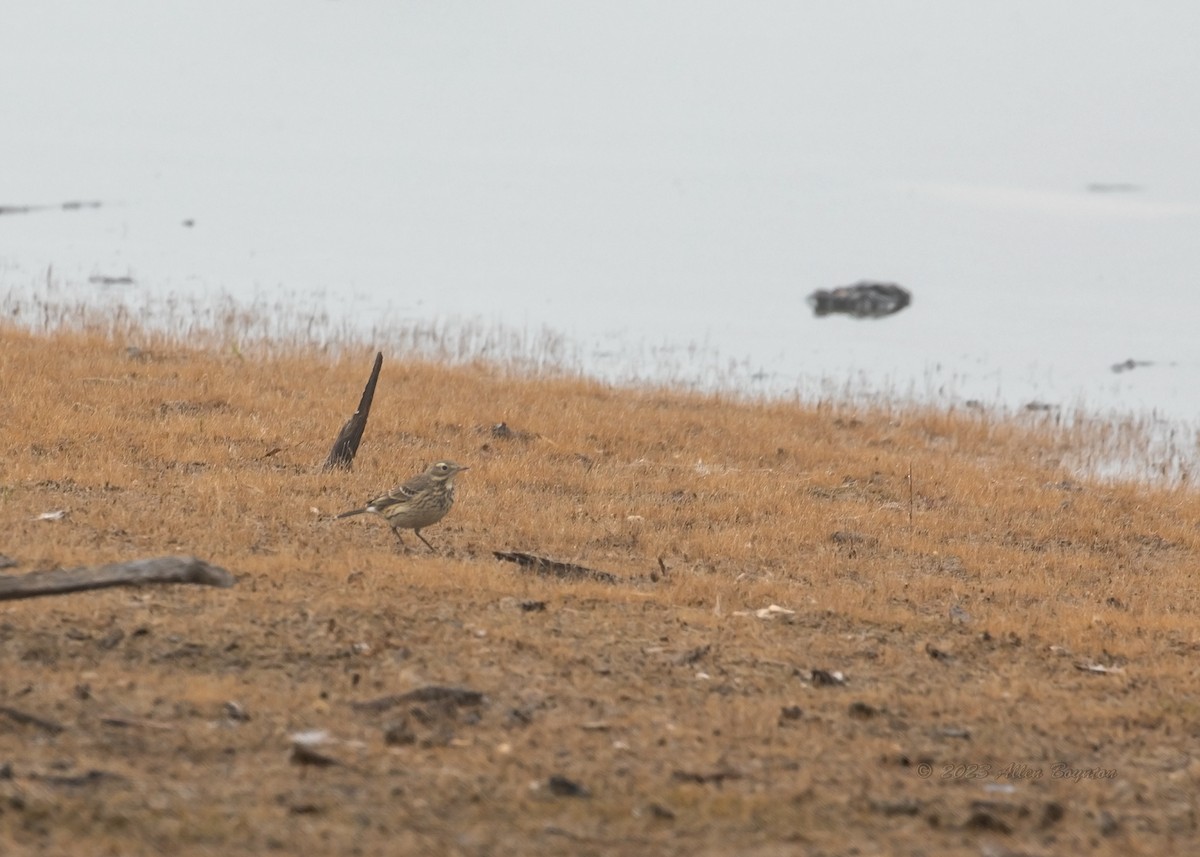 American Pipit - ML523510291