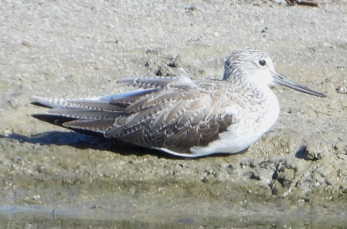 Common Greenshank - ML523510581