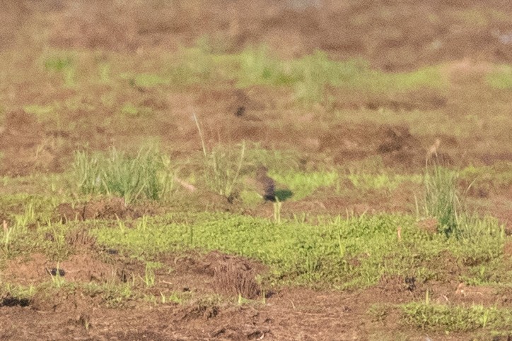 Oriental Pratincole - ML523510781