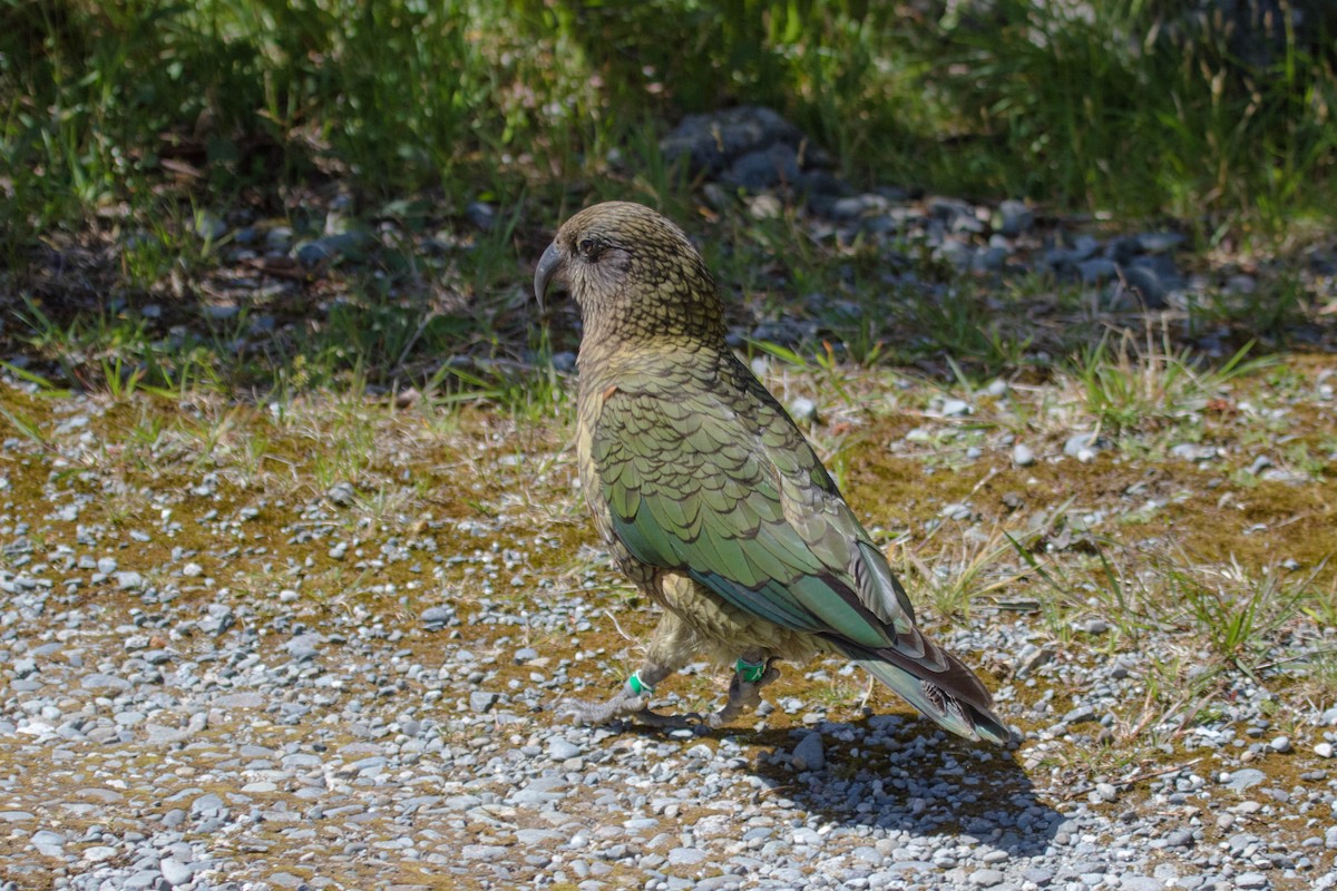 Kea - ML523511761