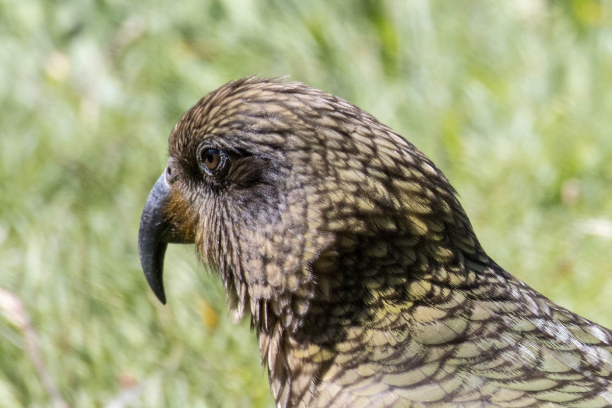 Kea - ML523511771