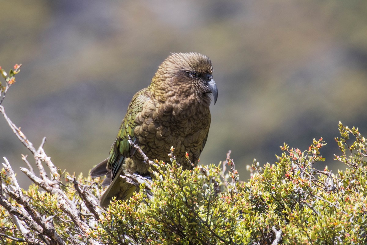 Kea - ML523511801