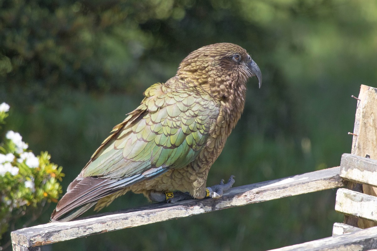 Kea - ML523511821