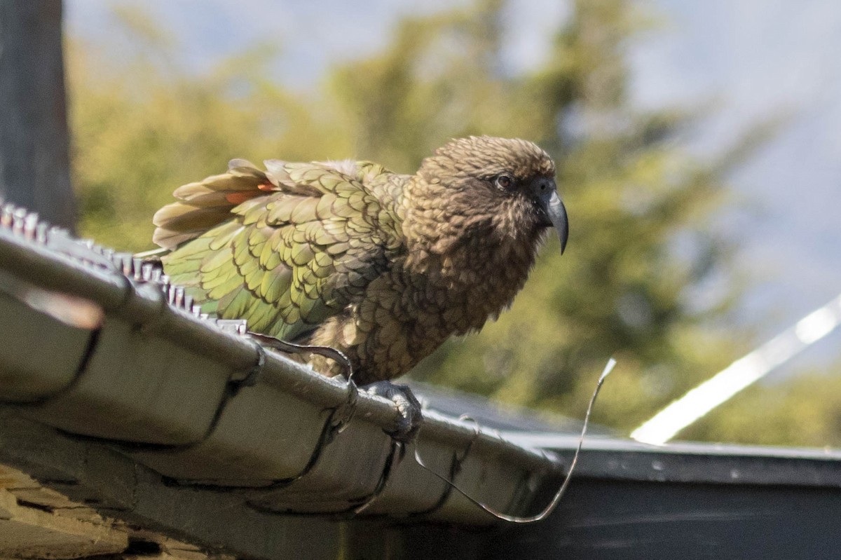 Кеа - ML523512011