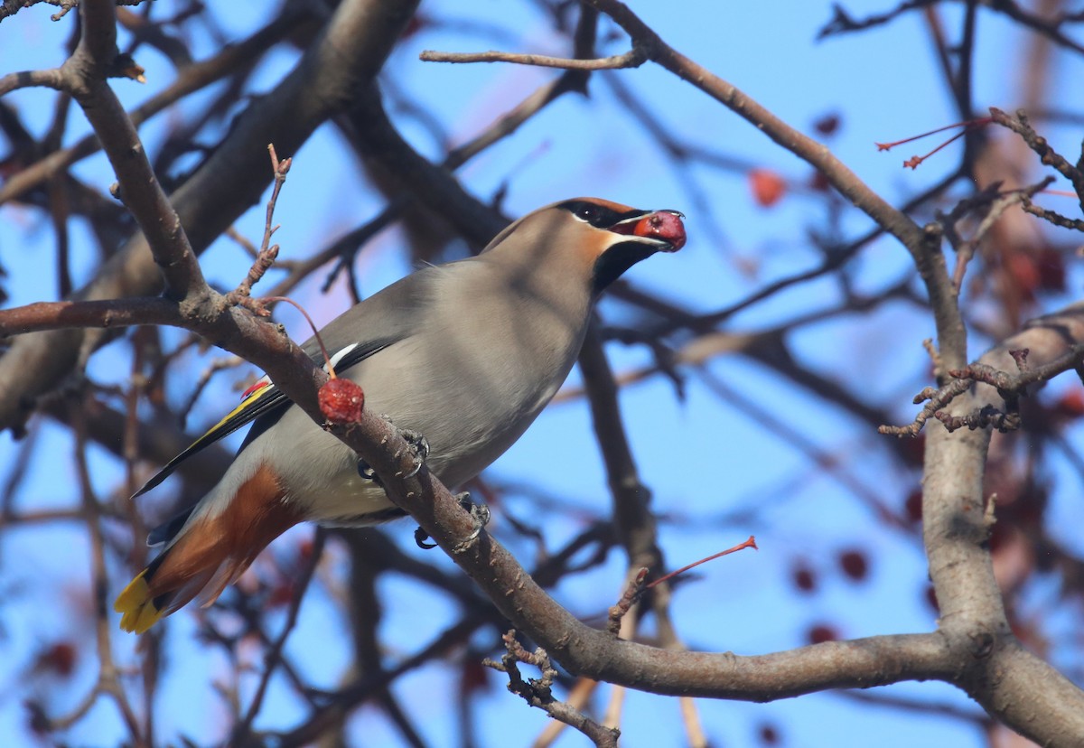 Bohemian Waxwing - ML523512751