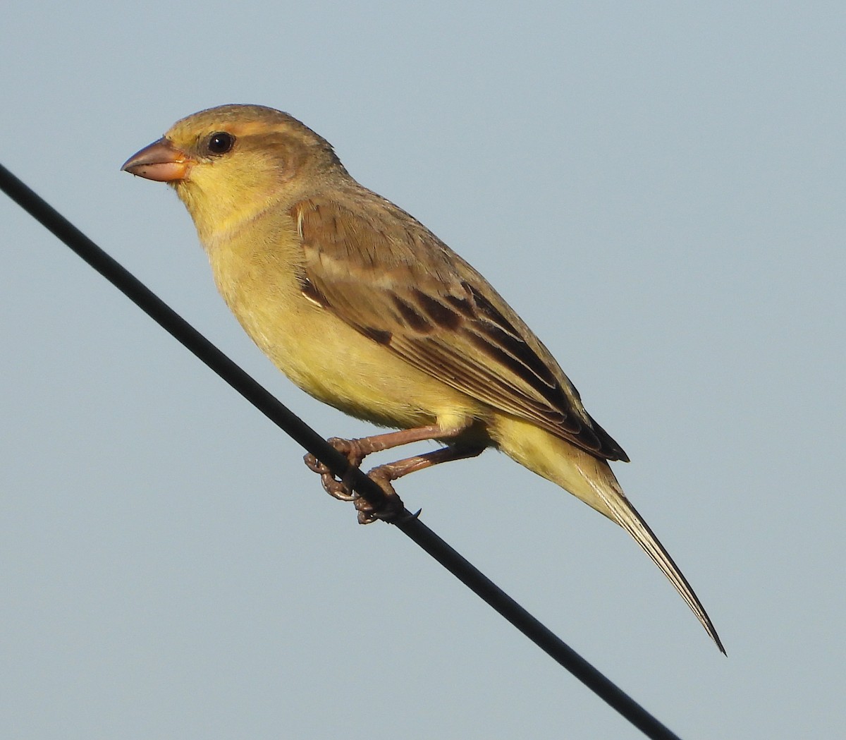 Plain-backed Sparrow - ML523513221