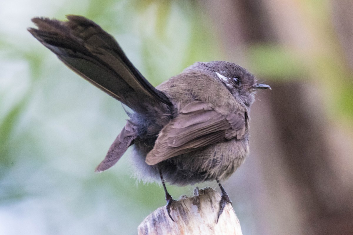 Віялохвістка новозеландська - ML523513531