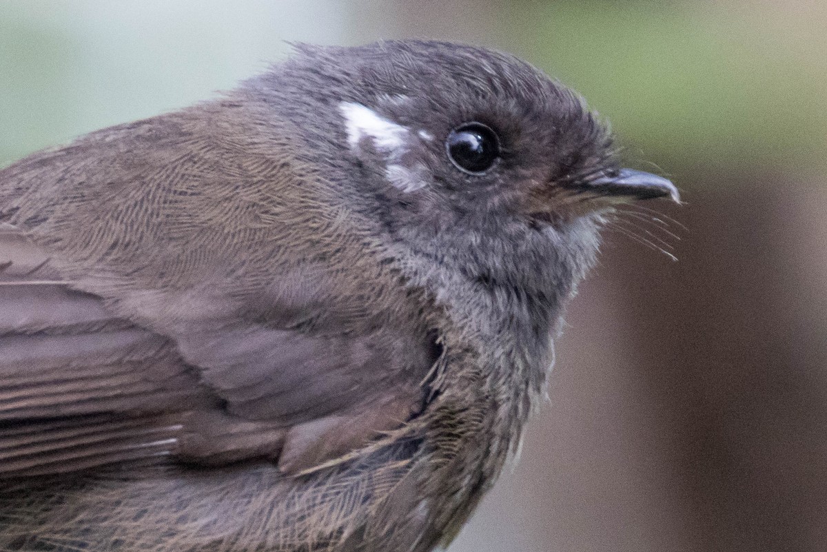 New Zealand Fantail - ML523513541