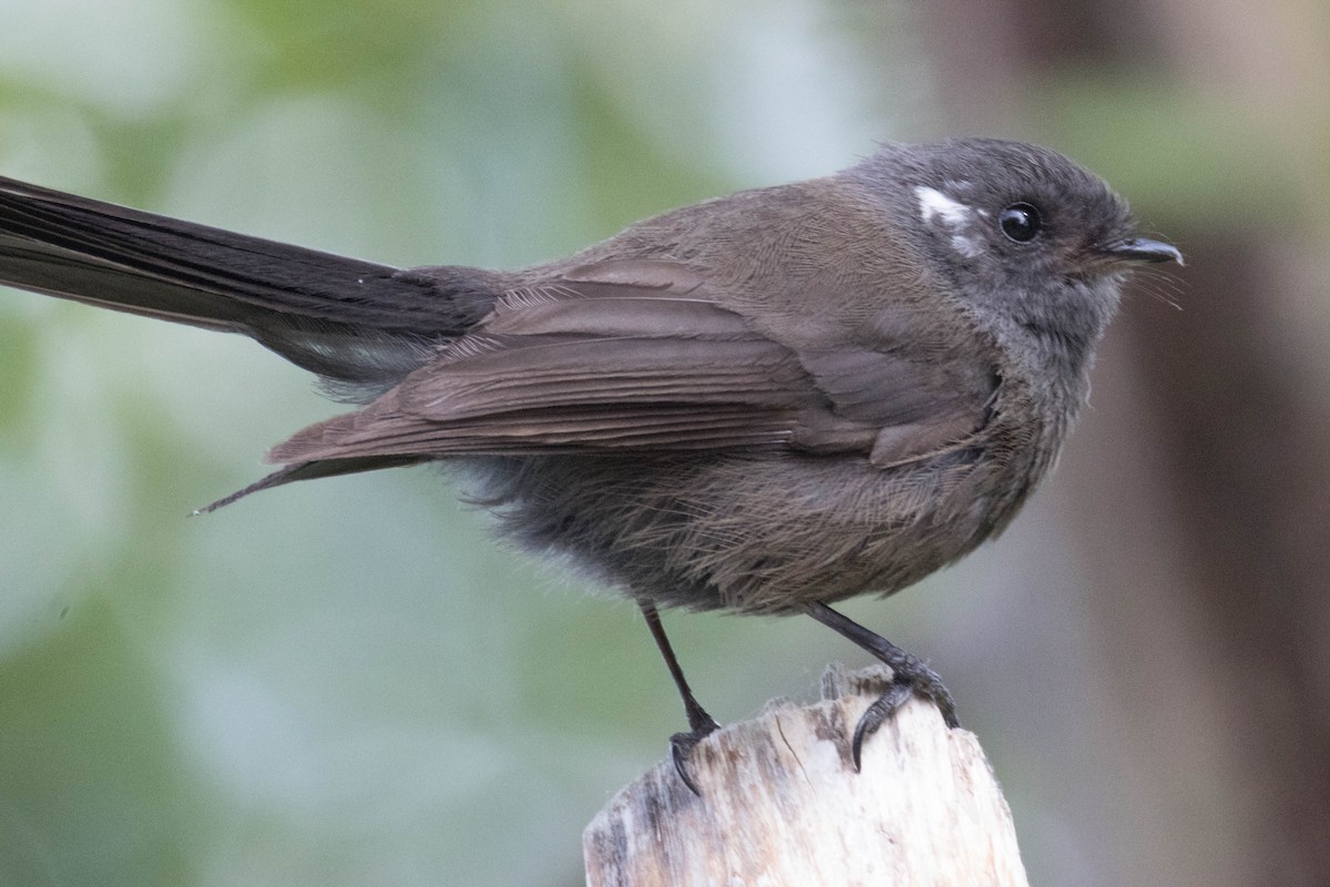 New Zealand Fantail - ML523513551