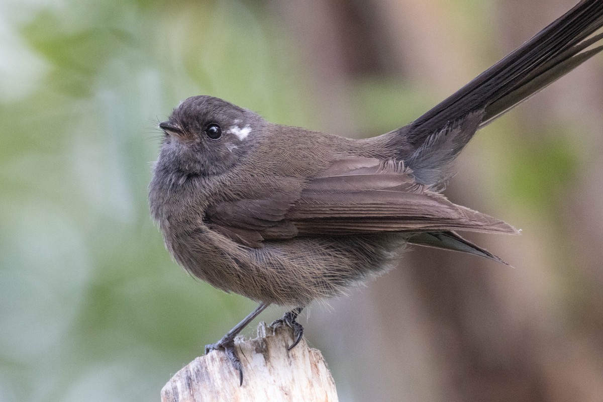 New Zealand Fantail - ML523513561