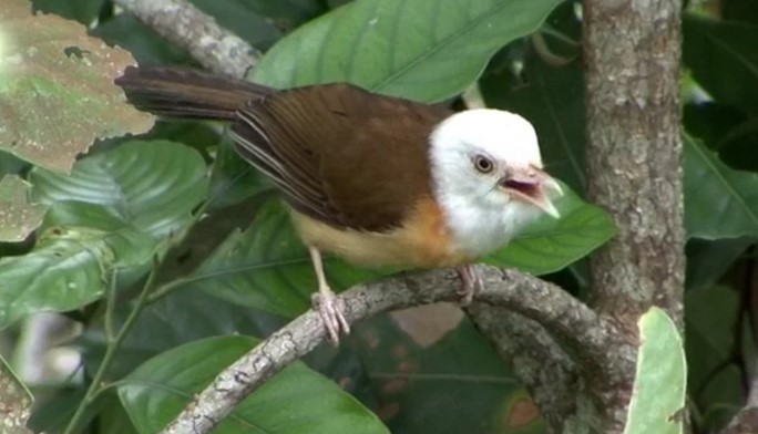 Collared Babbler - ML523513861