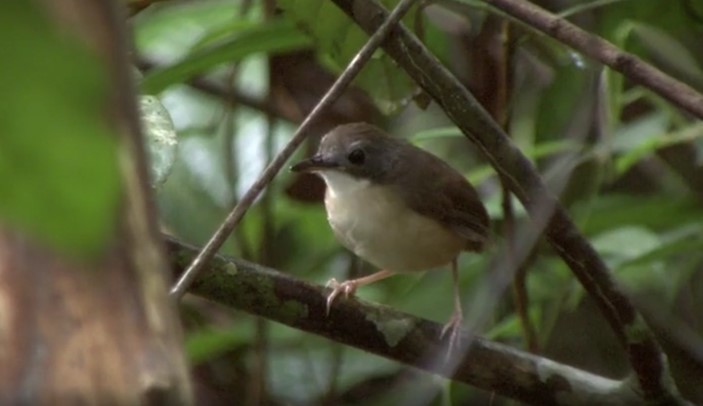 Short-tailed Babbler - ML523515011