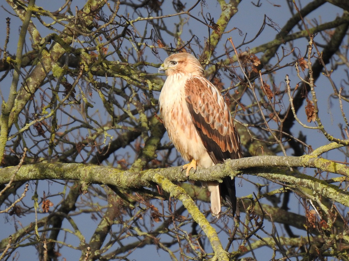 Long-legged Buzzard - ML523515321