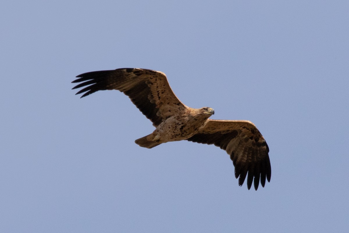 Spanish Eagle - Miguel Rodríguez Esteban