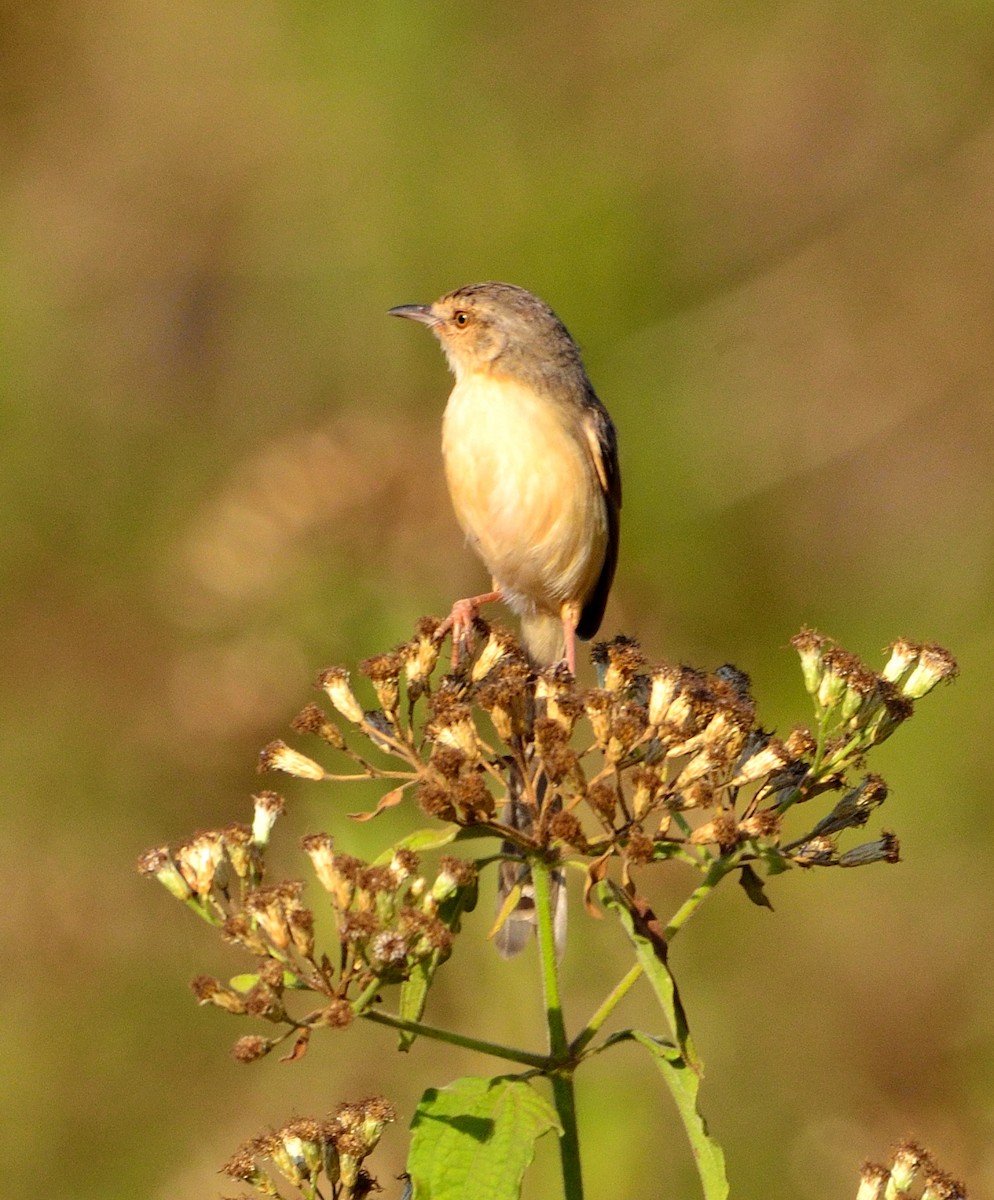 bird sp. - ML523515771