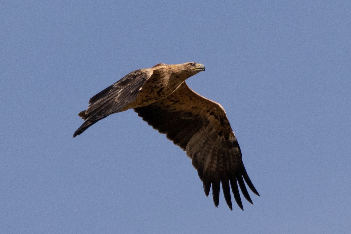 Spanish Eagle - Miguel Rodríguez Esteban