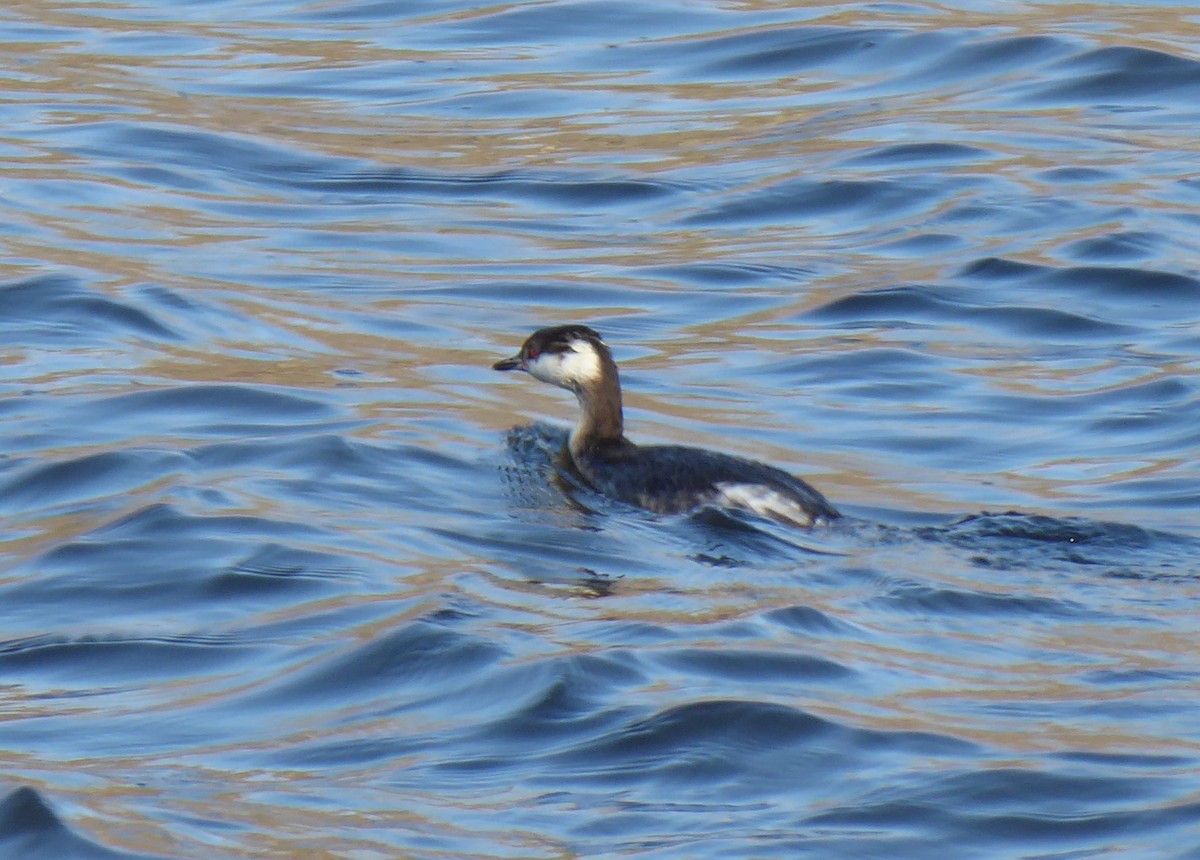 Horned Grebe - ML52351671