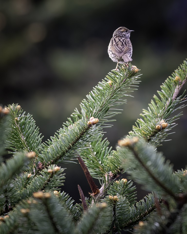 Rufous-breasted Accentor - ML523516791