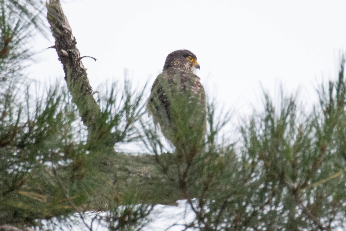 New Zealand Falcon - ML523516841