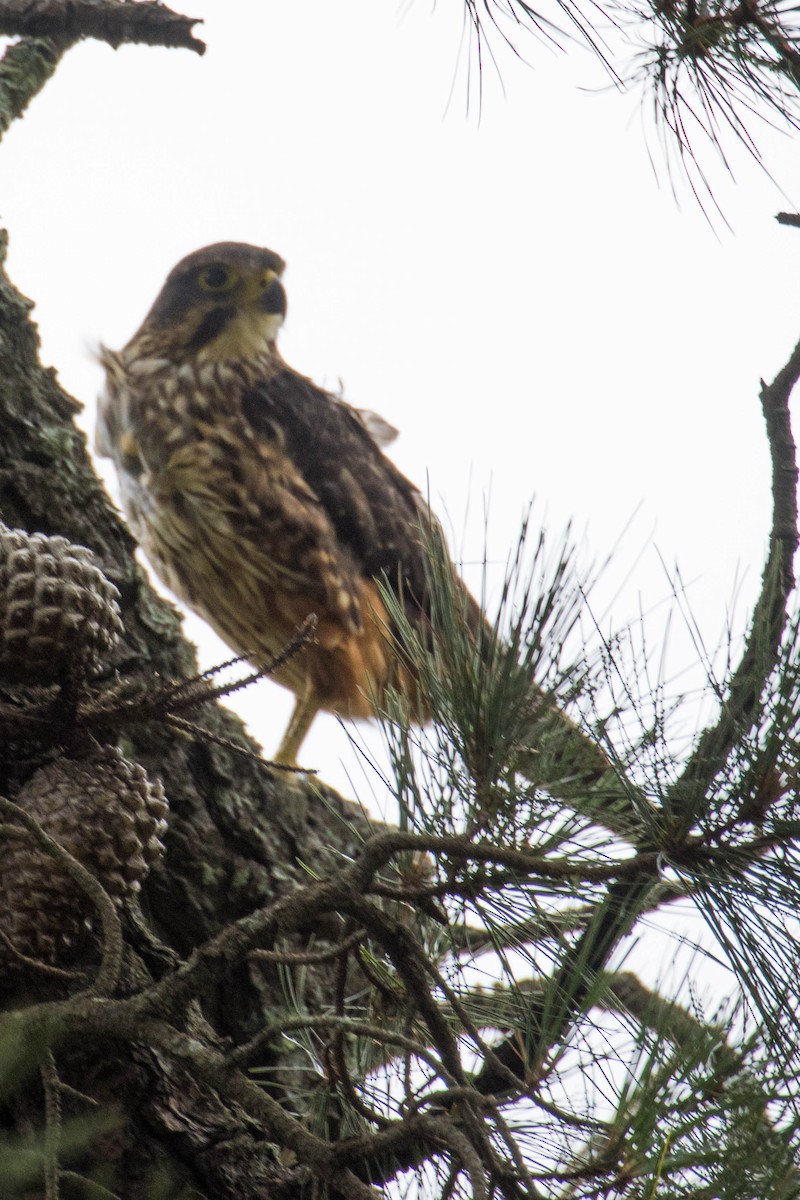 New Zealand Falcon - ML523516861